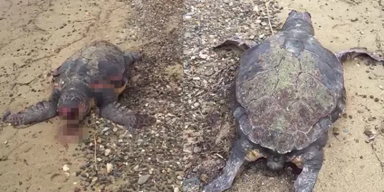 100 yaşındaki ölü Caretta sahile vurdu