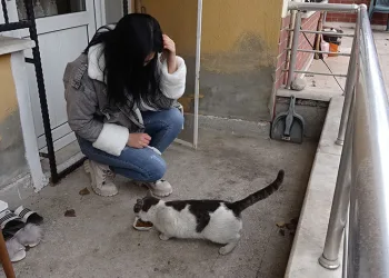 Sahibi ve arkadaşı kayıp kediyi 3 gündür arıyor