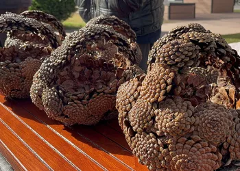 79 yaşında, elleriyle ördüğü kozalak sepetlerini sokaklarda satıyor
