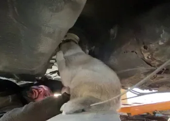 Hurda aracın alt kısmına sıkışan köpek kurtarıldı