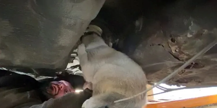 Hurda aracın alt kısmına sıkışan köpek kurtarıldı