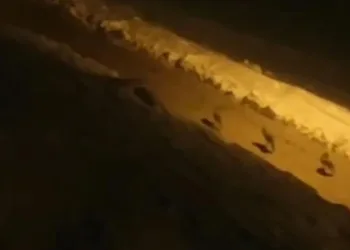 Çatak’ta kurt sürüsü görüldü