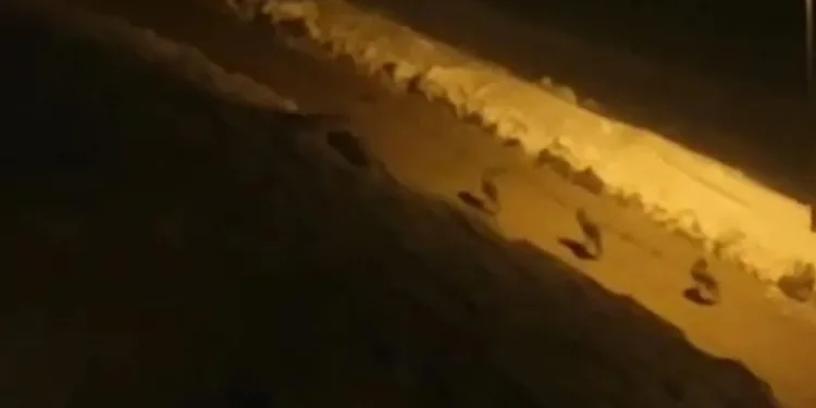 Çatak’ta kurt sürüsü görüldü
