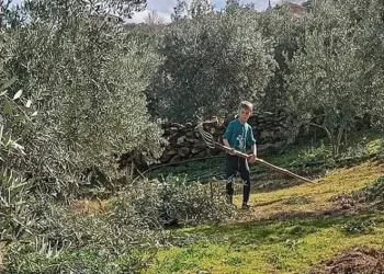 Zeytin budaması ve ilaçlaması devam ediyor