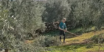 Zeytin budaması ve ilaçlaması devam ediyor