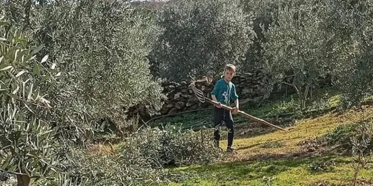 Zeytin budaması ve ilaçlaması devam ediyor