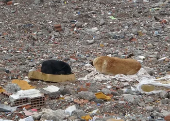 Deprem sonrası sokak köpeklerinin mekanı oldu