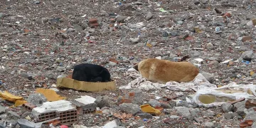 Deprem sonrası sokak köpeklerinin mekanı oldu