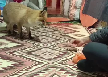 Dağların Oğlu’nun tilki ile dostluğu