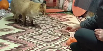 Dağların Oğlu’nun tilki ile dostluğu