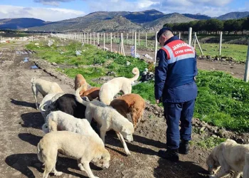 Jandarma bin 665 sokak hayvanına sahip çıktı