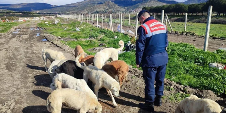 Jandarma bin 665 sokak hayvanına sahip çıktı