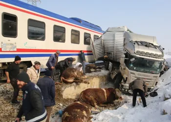 Hayvan yüklü tıra tren çarptı