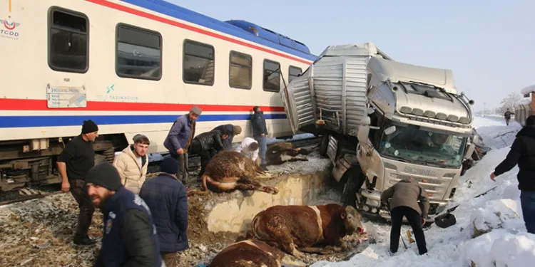 Hayvan yüklü tıra tren çarptı