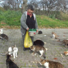 Emekli hemşire 20 yıldır sokak kedilerini besliyor