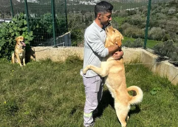 Zehirlendiği iddia edilen hayvanlar kurtarıldı