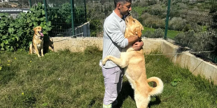 Zehirlendiği iddia edilen hayvanlar kurtarıldı