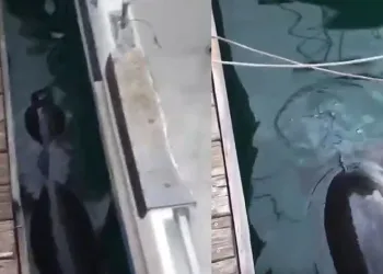 Fethiye’de nesli tehlikedeki Akdeniz Foku görüldü