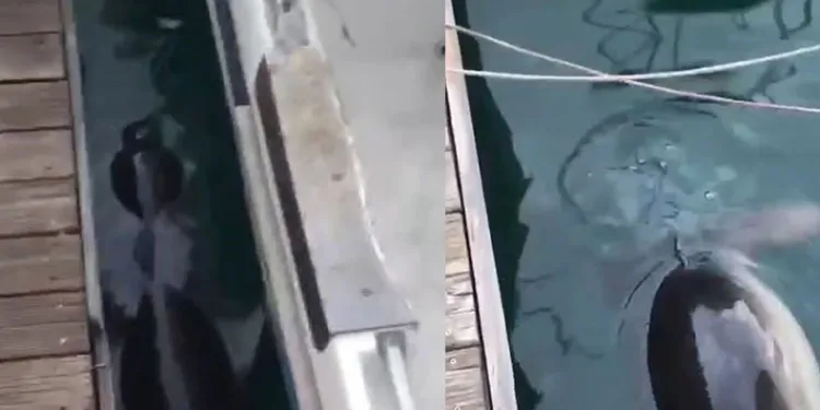 Fethiye’de nesli tehlikedeki Akdeniz Foku görüldü