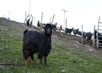 3 ayaklı oğlak doğdu
