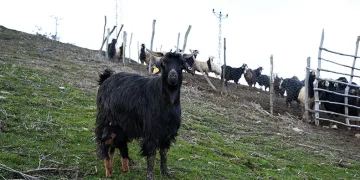3 ayaklı oğlak doğdu