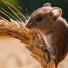 Orman Müdürlüğü çiftçileri fare konusunda uyardı