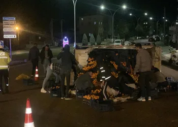 Devrilen narenciye yüklü kamyonetin sürücüsü ölümden döndü