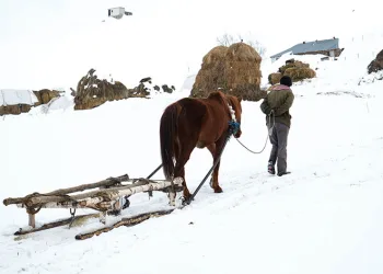 Muş’ta besicilerin imdadına atlı kızaklar yetişti