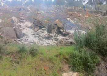 Ağaçları kesip yaktılar: 20 gözaltı