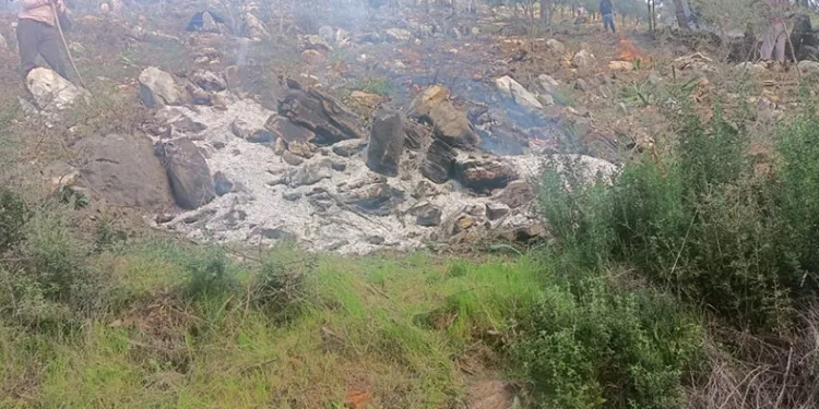 Ağaçları kesip yaktılar: 20 gözaltı