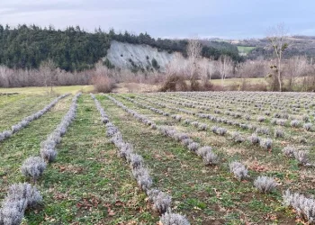 Sinop’ta 700 adet salep dikimi yapıldı