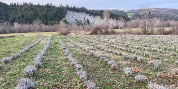 Sinop’ta 700 adet salep dikimi yapıldı