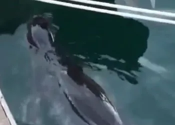 Fethiye’de nesli tehlikedeki Akdeniz Foku görüldü
