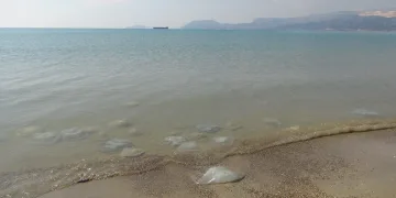 Deniz anaları Akdeniz sahillerine akın etti