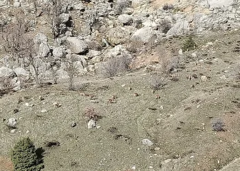 Sincik’te dağ keçileri sürü halinde görüldü