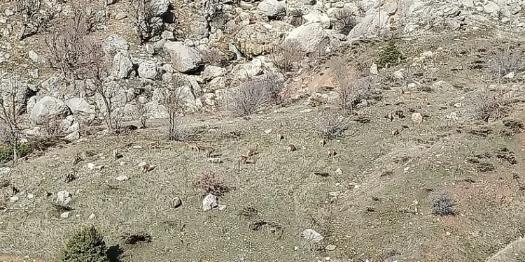 Sincik’te dağ keçileri sürü halinde görüldü