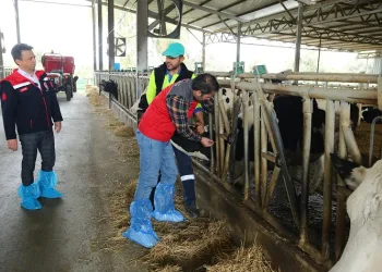 Şap hastalığına karşı baskın aşılama dönemi