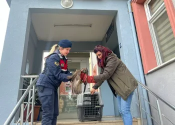 Jandarmanın bitkin halde bulduğu şahin koruma altına alındı