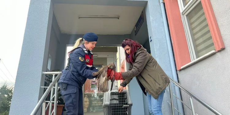 Jandarmanın bitkin halde bulduğu şahin koruma altına alındı