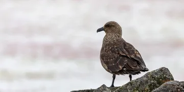 Antarktika’da kuş gribi tespit edildi