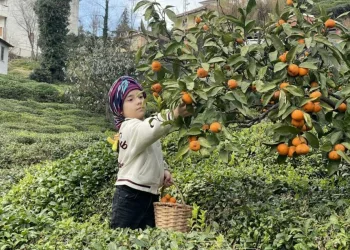Kışın mandalina toplayarak geçimlerini sağlıyor