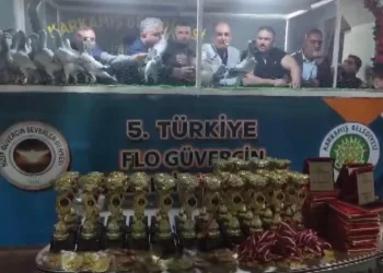 Türkiye’nin en güzel güvercinleri Karkamış’ta görücüye çıktı