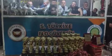 Türkiye’nin en güzel güvercinleri Karkamış’ta görücüye çıktı