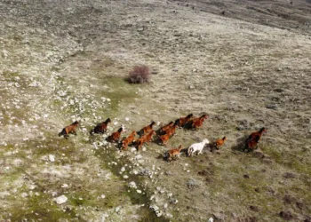 Yılkı atları indikleri yaylalarda havadan görüntülendi