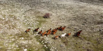 Yılkı atları indikleri yaylalarda havadan görüntülendi