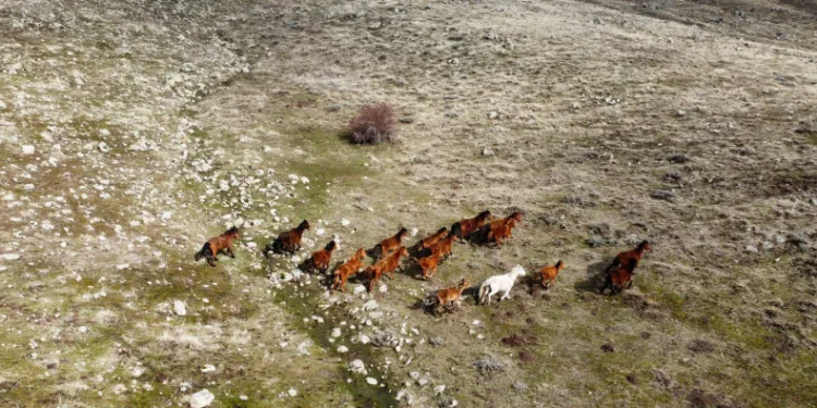 Yılkı atları indikleri yaylalarda havadan görüntülendi