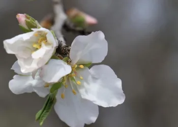 Cemre havaya düştü