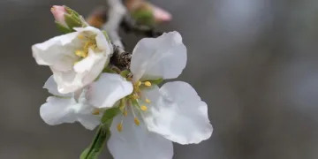 Cemre havaya düştü