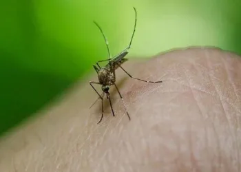 Peru’da dang humması alarmı