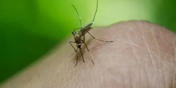 Peru’da dang humması alarmı
